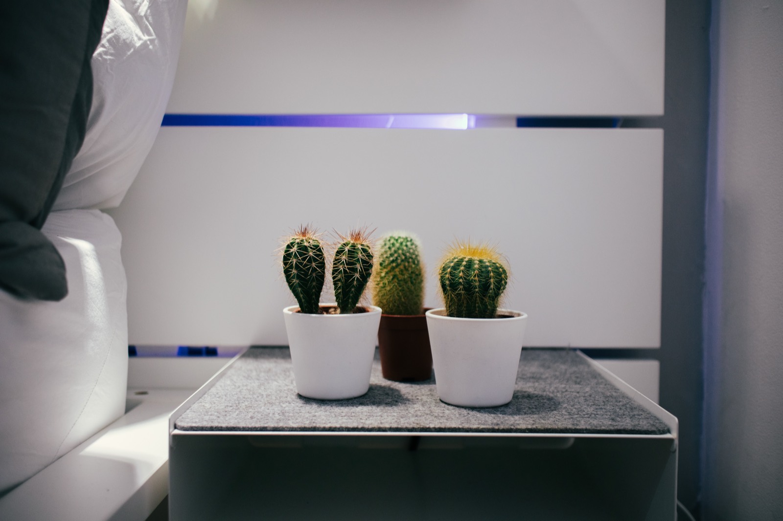 Small cactus plants on a bedside shelf